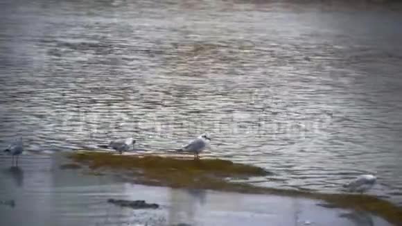海滩上有2只海鸥公园背景视频的预览图