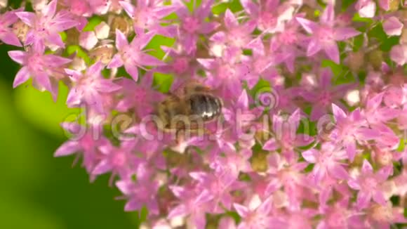 蜜蜂在粉红色的花上采集花蜜上景视频的预览图
