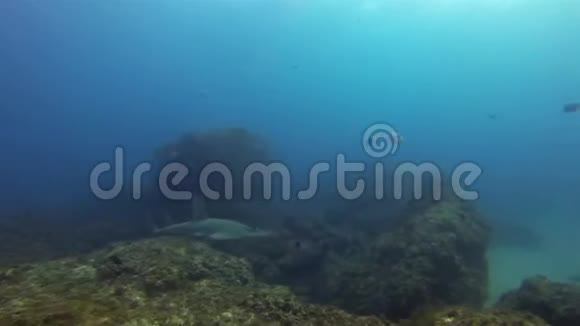 浅滩雷白人的吉塔菲浅黄色鲨鱼蓝海的公牛雷射线视频的预览图
