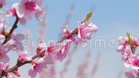 一棵开花的树在天空上的枝条视频的预览图