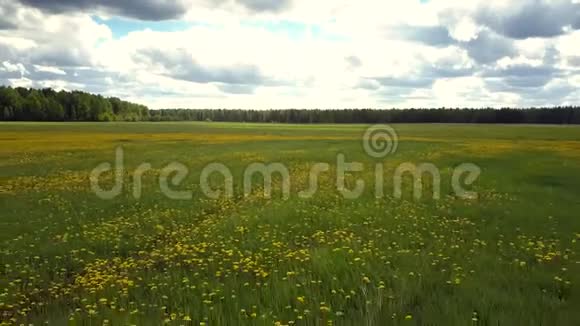 空中全景夏季草地与明亮的黄色蒲公英视频的预览图