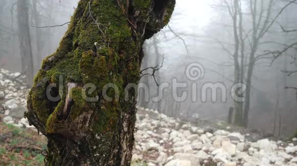苔藓中树干的特写生长在被雾中的白色石头覆盖的山上库存录像秋天视频的预览图
