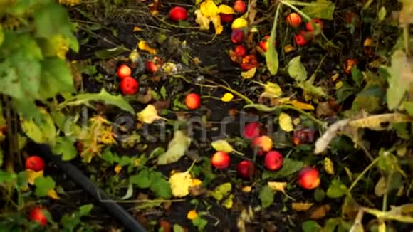 成熟的苹果从苹果树上掉下来躺在草地上在花园的小径上秋景视频的预览图