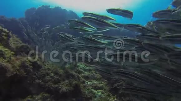 条纹鲶鱼学校色彩缤纷的鳗鱼尾鱼学校水生海洋生物视频的预览图