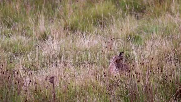标题棕色野兔欧洲野兔坐休息躲在草丛中一动不动视频的预览图