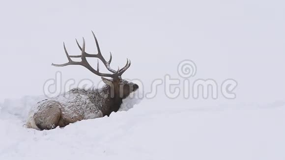麋鹿躺在雪地里视频的预览图