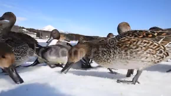 泰尔鸭正在伊纳瓦什罗湖的冰上吃食物视频的预览图