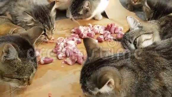 几只毛茸茸的流浪猫吃鸡肉视频的预览图
