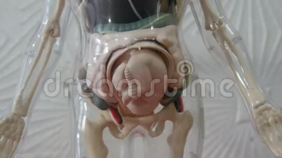 人体解剖结构的玩具模型人工模拟怀孕妇女的胎儿视频的预览图