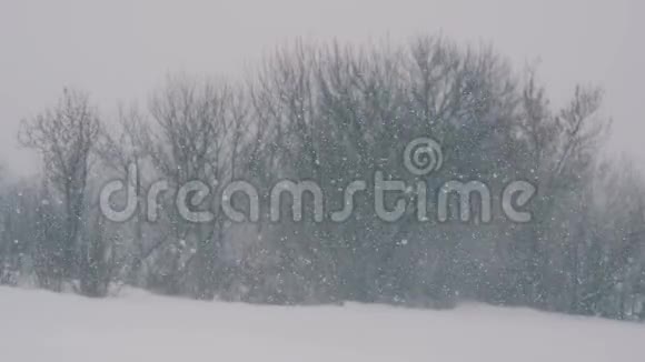 冬天的风景在森林和田野里飘落着雪花视频的预览图