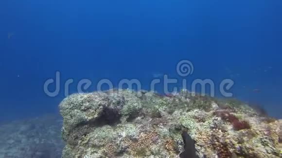 在澳大利亚蓝海的石珊瑚礁上游泳的白斑鹰射线视频的预览图