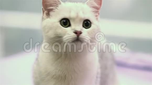 白小猫猎取玩具视频的预览图