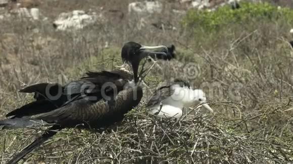加拉帕戈斯群岛伊斯拉Nth西摩的雌鸟和雏鸟视频的预览图