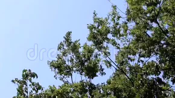 树在大风中吹视频的预览图