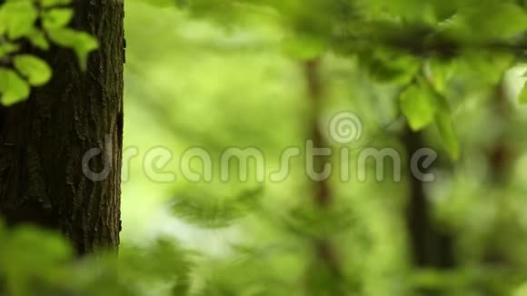 可爱的大斑点啄木鸟主要在巢中喂养它的后代绿林叶背景自然科学视频的预览图