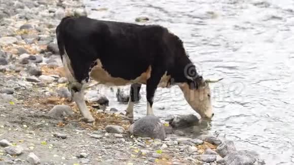 两头牛在岩岸上喝着一条山河视频的预览图