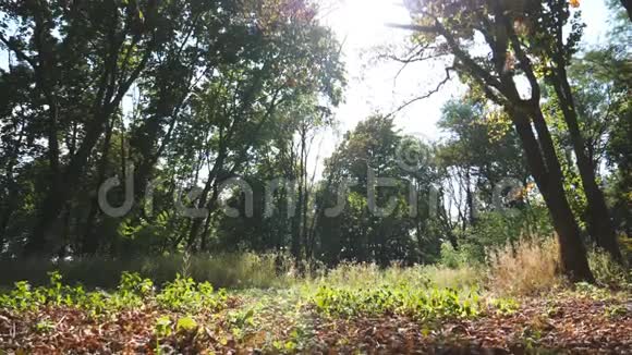 晴天初秋落在空林中的五颜六色的叶子温暖的阳光照亮绿树叶视频的预览图