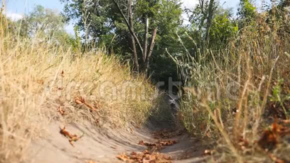 有趣的金毛猎犬在阳光明媚的夏日在公园的小路上奔跑快乐狗种拉布拉多慢跑视频的预览图
