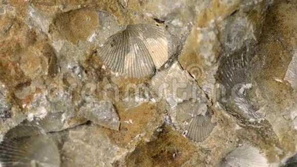波罗的海石灰石上的腕足类化石视频的预览图