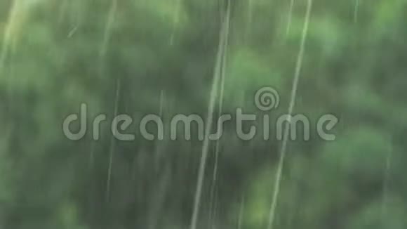 夏雨树收起来视频的预览图