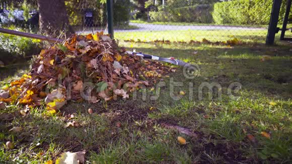 用耙子把草坪上的叶子和橡子摘下来视频的预览图