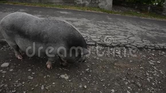 灰猪沿着路走视频的预览图