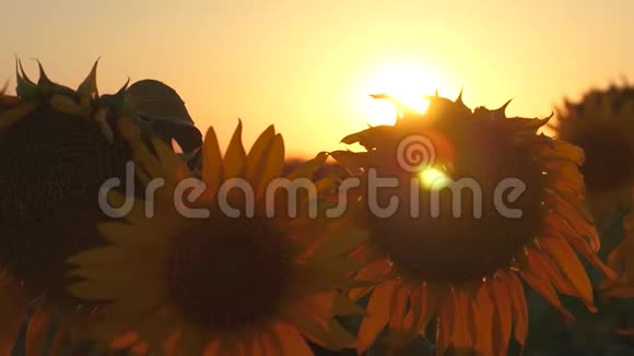 美丽的向日葵在美丽的阳光下绽放特写镜头向日葵生态清洁作物视频的预览图
