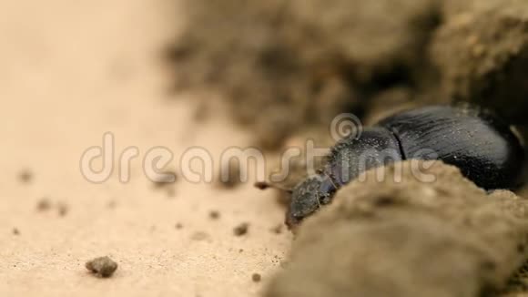 地核虫在土壤中挖掘视频的预览图