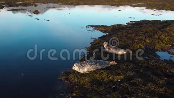 野生动物海狮殖民地许多海豹皮毛海豹在夕阳中行走视频的预览图