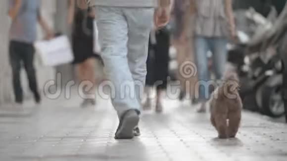 在街上遛人和狗视频的预览图