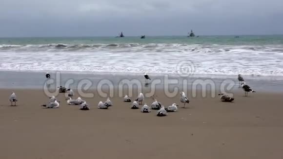 圣佩德罗厄瓜多尔20180915海鸥坐在海滩上飞翔视频的预览图
