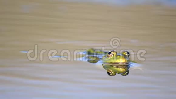 绿沼蛙在池塘里眨眼脊骨髓鞘视频的预览图
