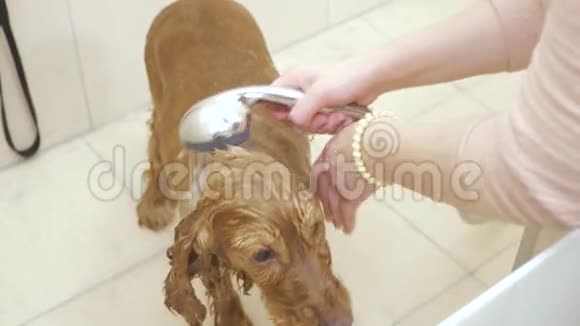 女人用淋浴在浴室里洗金色的公鸡猎犬视频的预览图