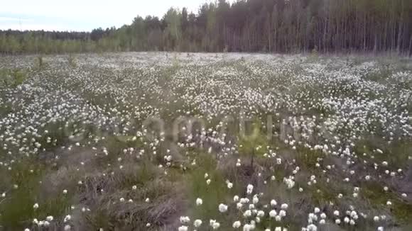 在白桦林的草地上美丽的白花视频的预览图