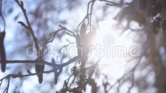 冬天树挂耳环在明亮的冬日阳光下近点视频的预览图