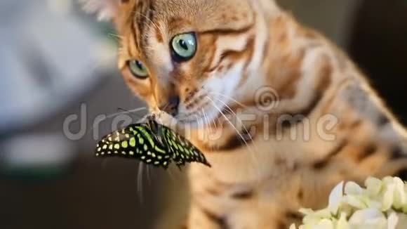 猫嘴上的蝴蝶视频的预览图