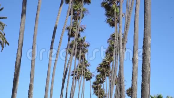 高大的加利福尼亚棕榈树在风中摇曳相机抬头温暖的晴天在圣莫尼卡海滩加利福尼亚州美国视频的预览图