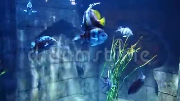 鱼类游泳水族馆视频的预览图