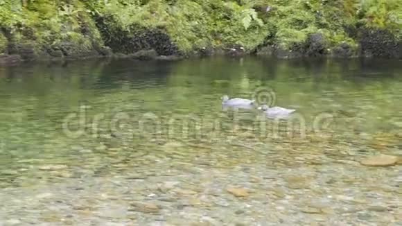 一对稀有的新西兰蓝鸭视频的预览图