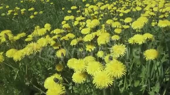 黄色的蒲公英花在田野的春天多利视频视频的预览图