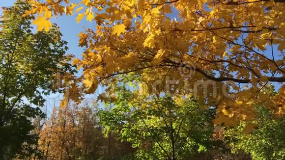美妙的阳光秋日视频的预览图
