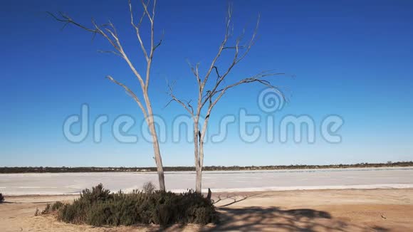 西澳盐盘死树视频的预览图