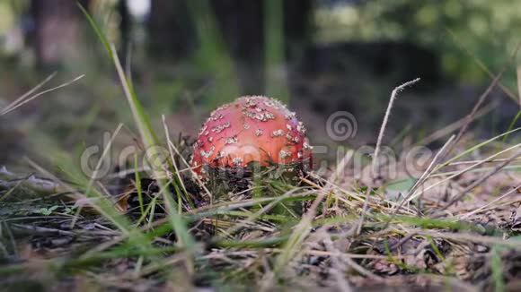 针叶林中的大型小蘑菇视频的预览图