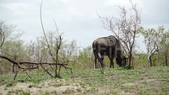 孤独的野牛在灌木丛中视频的预览图