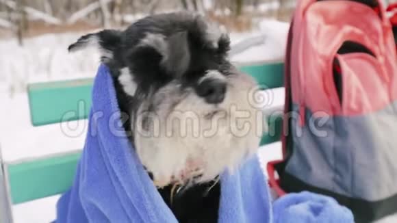 冬天冻僵了迷你雪纳犬或Zwergschnauzer被一个格子覆盖慢动作斯隆莫视频的预览图