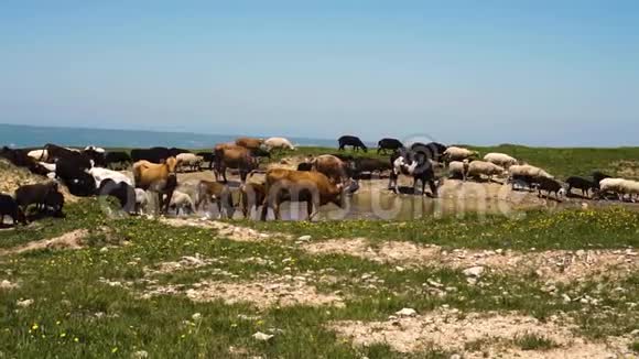 牛羊在田里吃草喝水视频的预览图