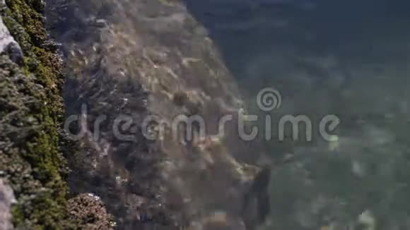 石头上的海藻被山河的水冲刷视频的预览图