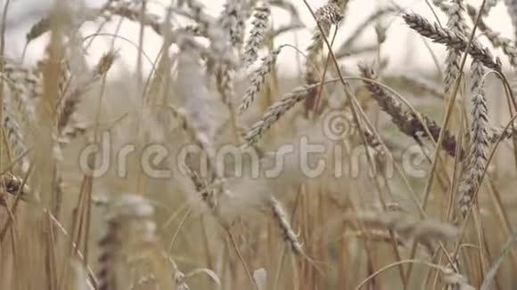 日落小麦景观农业产业主题视频的预览图