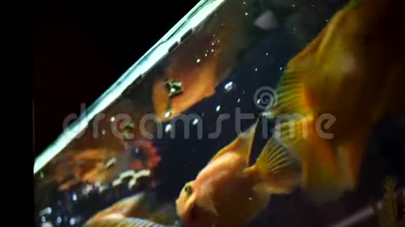 在水族馆游泳和进食的美丽金鱼的底部景色框架金鱼的摄食时间视频的预览图