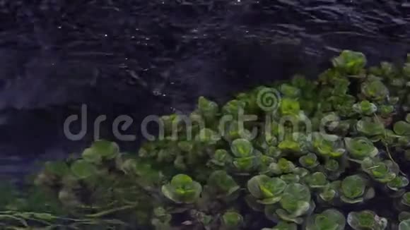 河面水草和绿藻阿尔泰西伯利亚视频的预览图